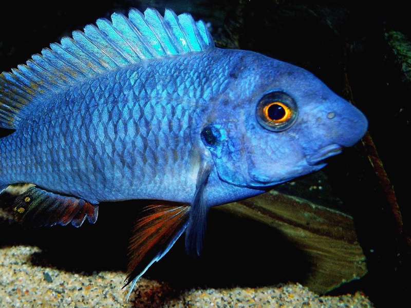 Labeotropheus fuelleborni 'Mitande Reef (Rocks)'